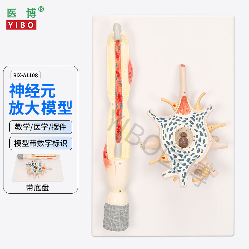 医博BIX-A1108神经元放大模型 神经元胞体 神经纤维结构放大模型