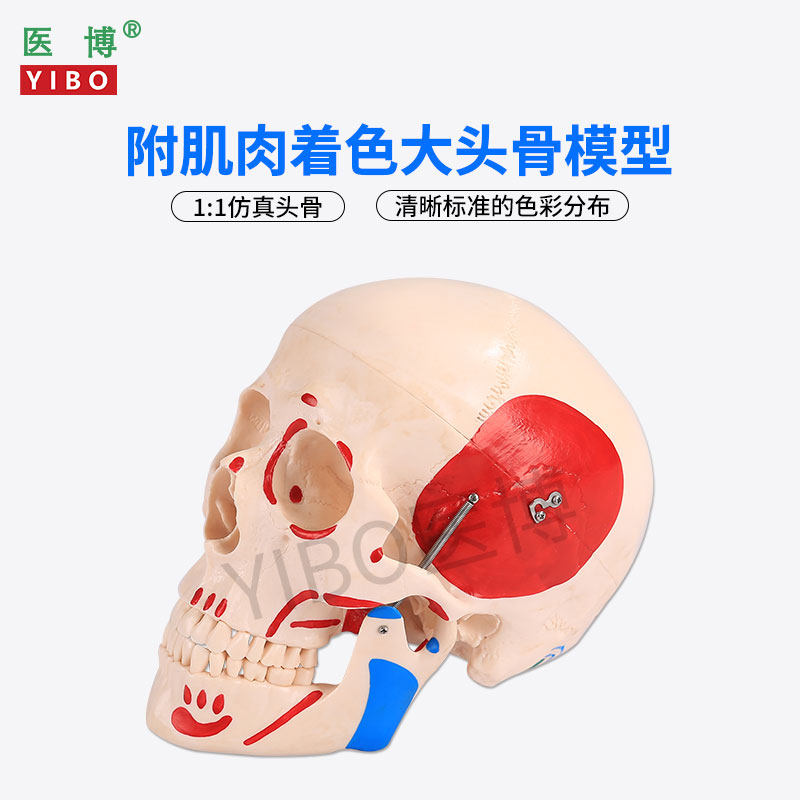 医博 仿真人头骨模型自然大1:1头骨颅骨模型 医学人头骨可拆卸 骷髅头模型