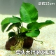 Одиночный вулканический камень Big Leaf Rong