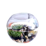 Прозрачный креативный стеклянный аквариум