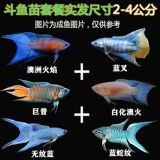 Новички хороши для живой рыбы, китайская сражаясь с рыбой белый кролик австралийский пламени голубой вилка черная маленькая светлая холодная вода украшает рыба жара