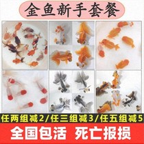 Goldfish live small goldfish freshwater fish koi fish carp boutique goldfish pet cold water fish lanshou ornamental fish live