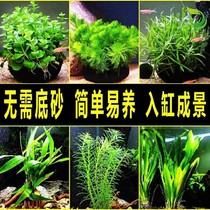 Lazy water grass without bottom sand decoration landscaping sunken water Wood fish tank freshwater landscaping package real ecological grass tank does not