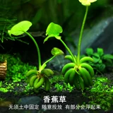 Плаза посадка и ландшафтная банановая трава живое тело без листьев банановая трава карп -танки ленивая травяная вода