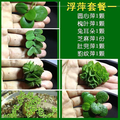 Рыбная аквариума для утки вода, живая растительная вода плавающая вода, украшена декоративной, за исключением качества воды для очистки NO3 Более 15 юаней