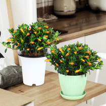 Goldfish chandland potted plant with flower bud green plant indoor balcony flower goldfish grass plant office desktop easy to feed