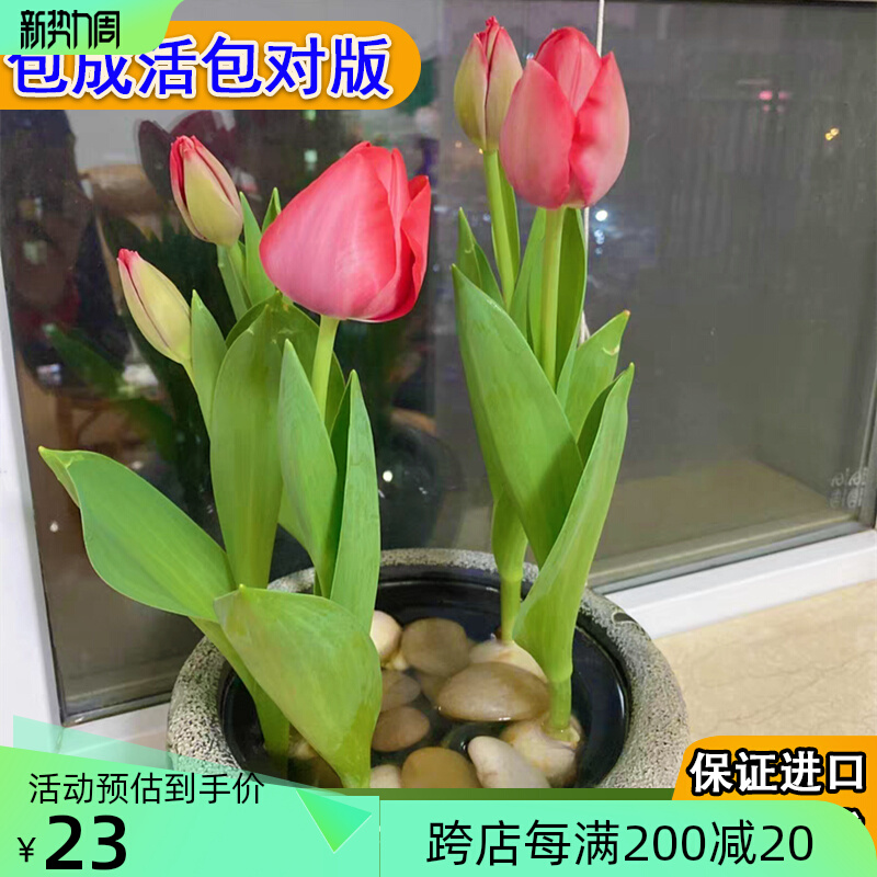 Tulip ball large hydro vase potted green plant potted green plant good flower plant spring flower flower
