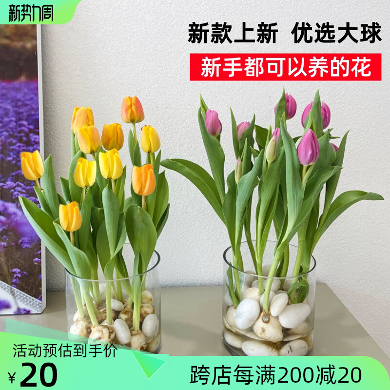 Tulip balls with good buds of easy living green flowers indoor vase of hydroponic pot flowers in spring