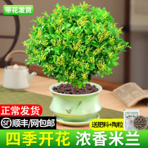 Milan Flower Pots flower seedlings with floral flowers with floral interior dense floral flowering period extra-long flowers evergreen and green plant good to feed