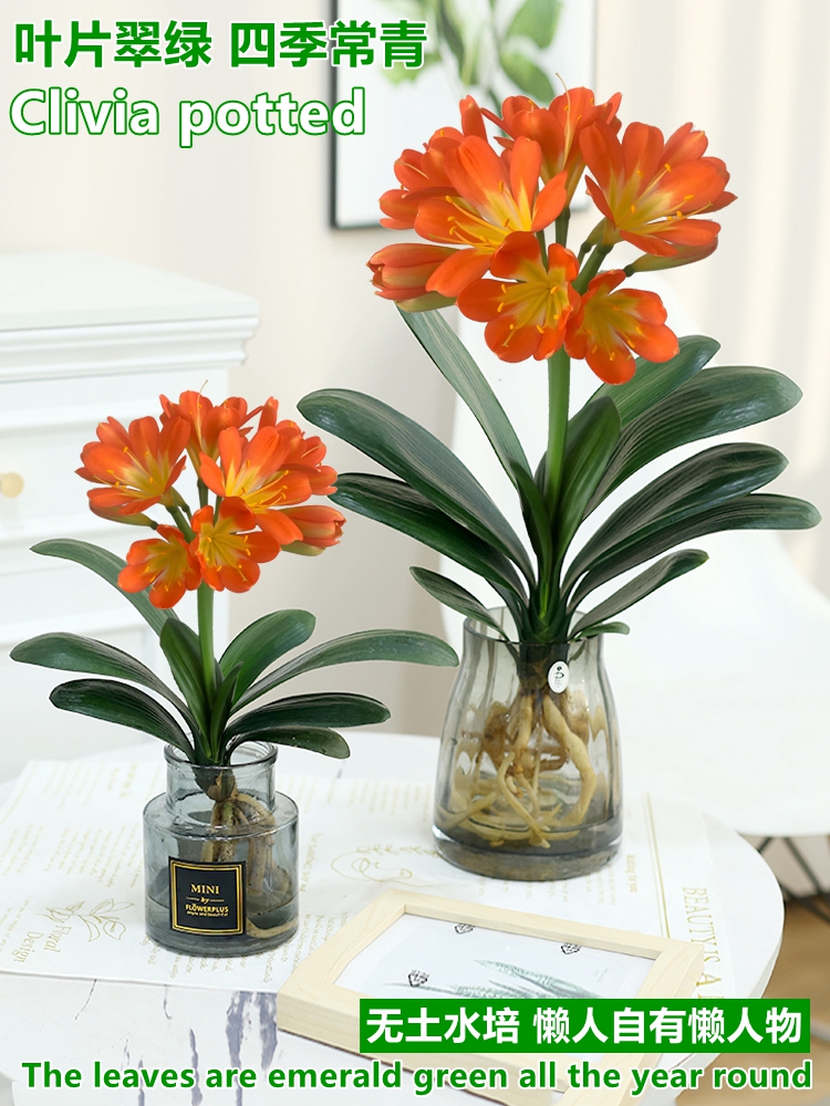 Jun Zlan Potted Potted water bacon plant indoor suitable for office decoration swinging piece table top green plant for easy and easy to live 