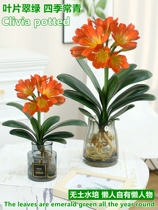 Jun Zlan Potted Potted water bacon plant indoor suitable for office decoration swinging piece table top green plant for easy and easy to live