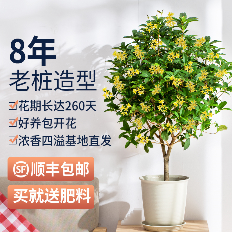 Green Plant Hall with a large good tree pot of tree pot pot flower pot flower plant room easy to live in the floral plant room