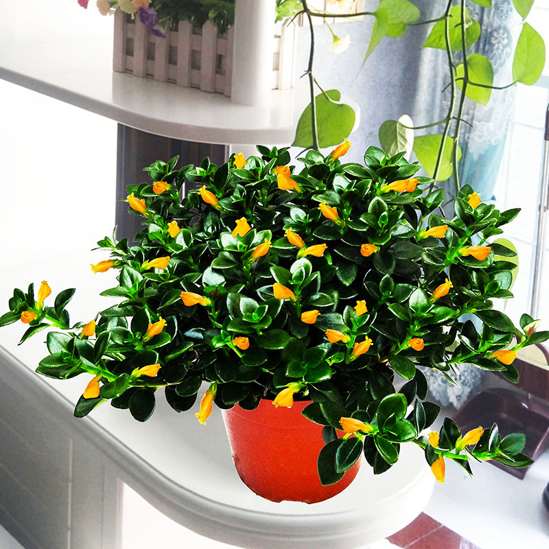 Goldfish chandelier potted plant with flower bud flower plant indoor flowers well to feed the four seasons evergreen office goldfish flower and grass 