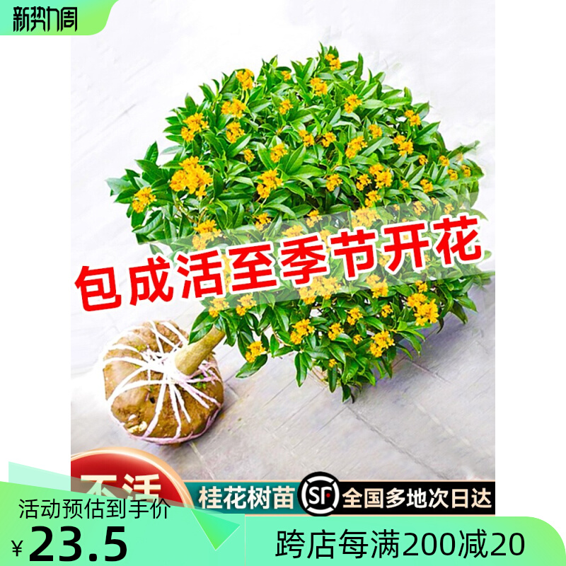Gui Gui DanGui Aug Gui Yu Yu Yu Yu Flowers Four Seasons Flowers Flowers Flowers