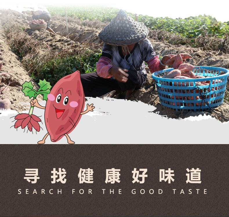 新鲜现挖农家蜜薯 5斤 图6