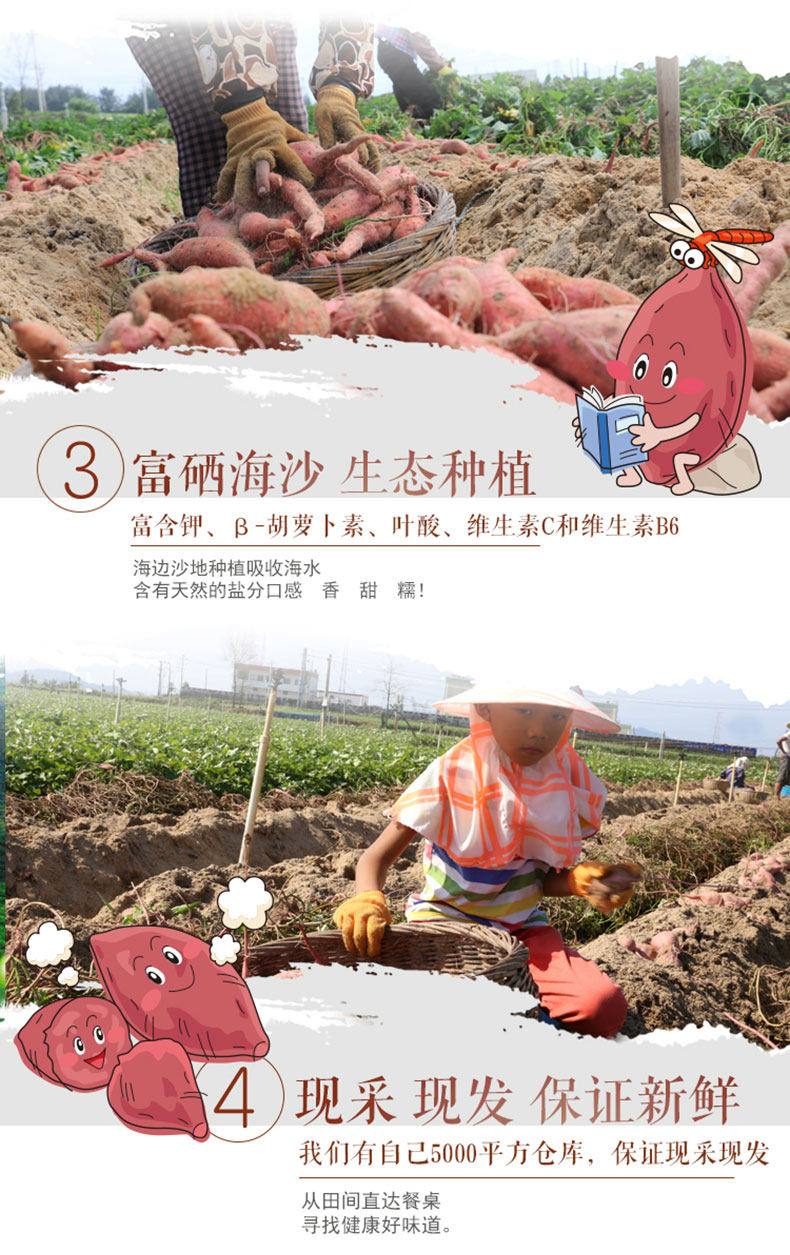 新鲜现挖农家蜜薯 5斤 图5