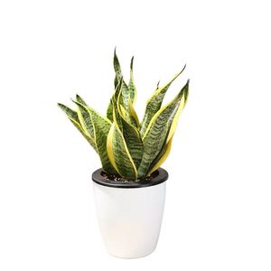 盆栽！吸甲醛绿植金边虎皮兰