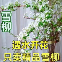 Winter fresh branches Nourishing Flower Arrangements Bubble Water Resistant To Cold Water Plants Blooming Water Bacon Indoor Flowers Green Planting Dry Branches Snowy Willow