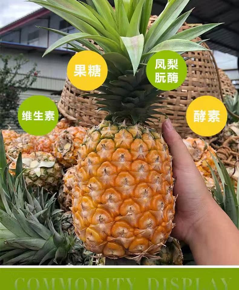 【圣果一家】云南手撕牛奶大凤梨