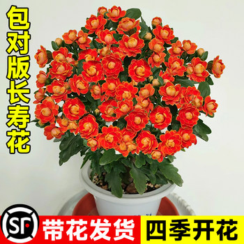 Fast-growing longevity flower, indoor planting, four-season blooming, double-petaled grafting, high-quality flower pile, indoor potted succulent flowers