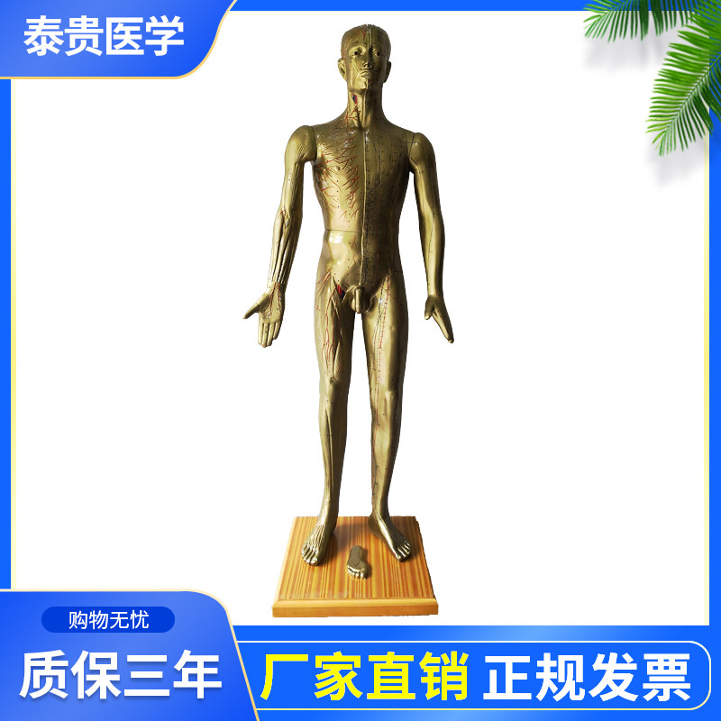 泰贵医学针灸经穴奇穴人体模型手太阴肺经穴铜人养生护理训练假人