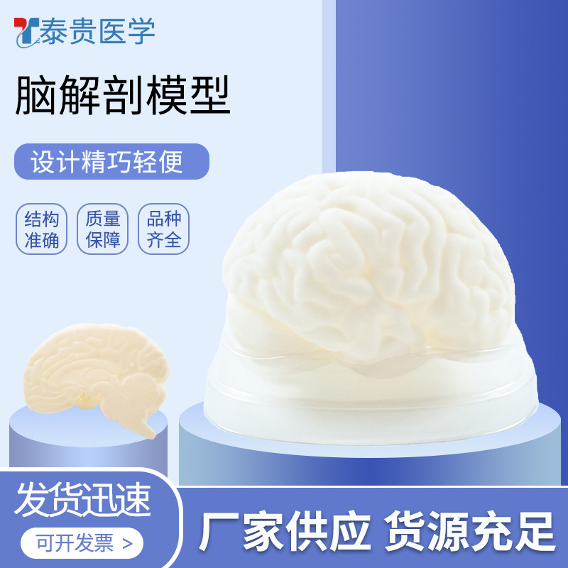 泰贵医学 脑干解剖模型  生物医疗教学模型