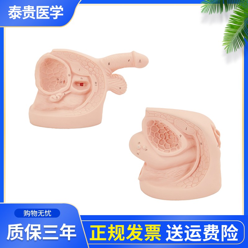 泰贵医学TG/H18EF男性女性内外导尿模块生殖器解剖护理模具带标识