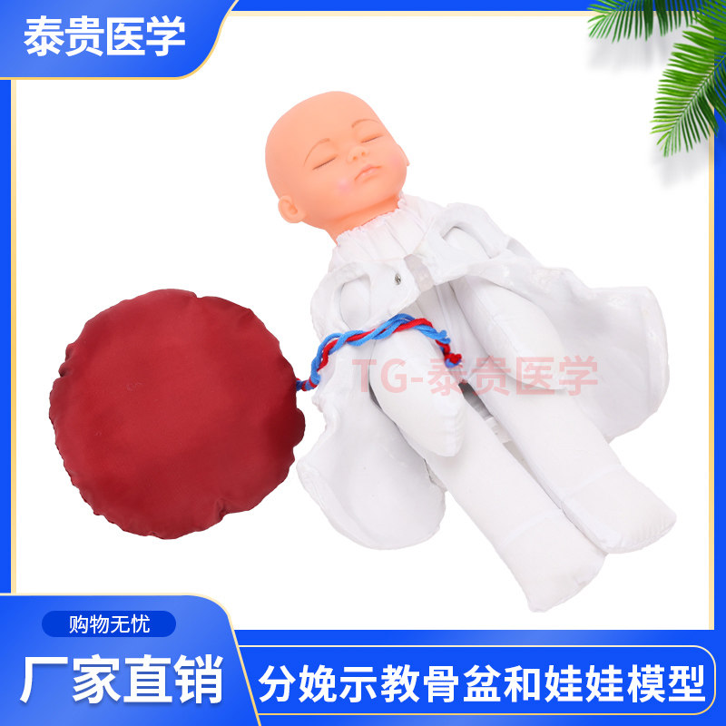 分娩示教骨盆和娃娃模型女性产后修复助产训练胎儿生育医学演示模具