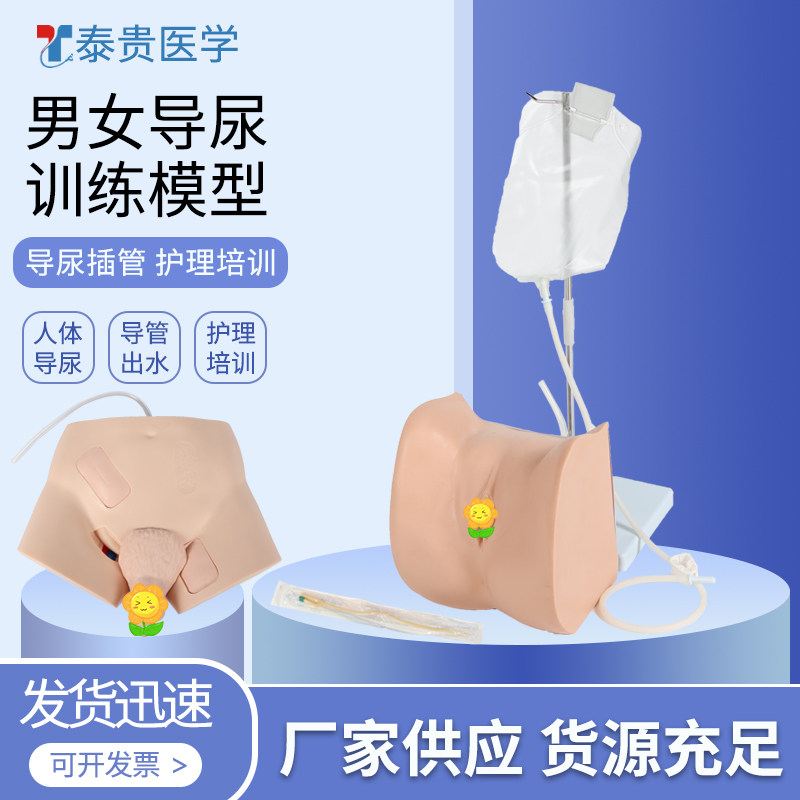 男女性导尿模型人体生殖器模具泌尿系统插管护理技能培训TG/H107