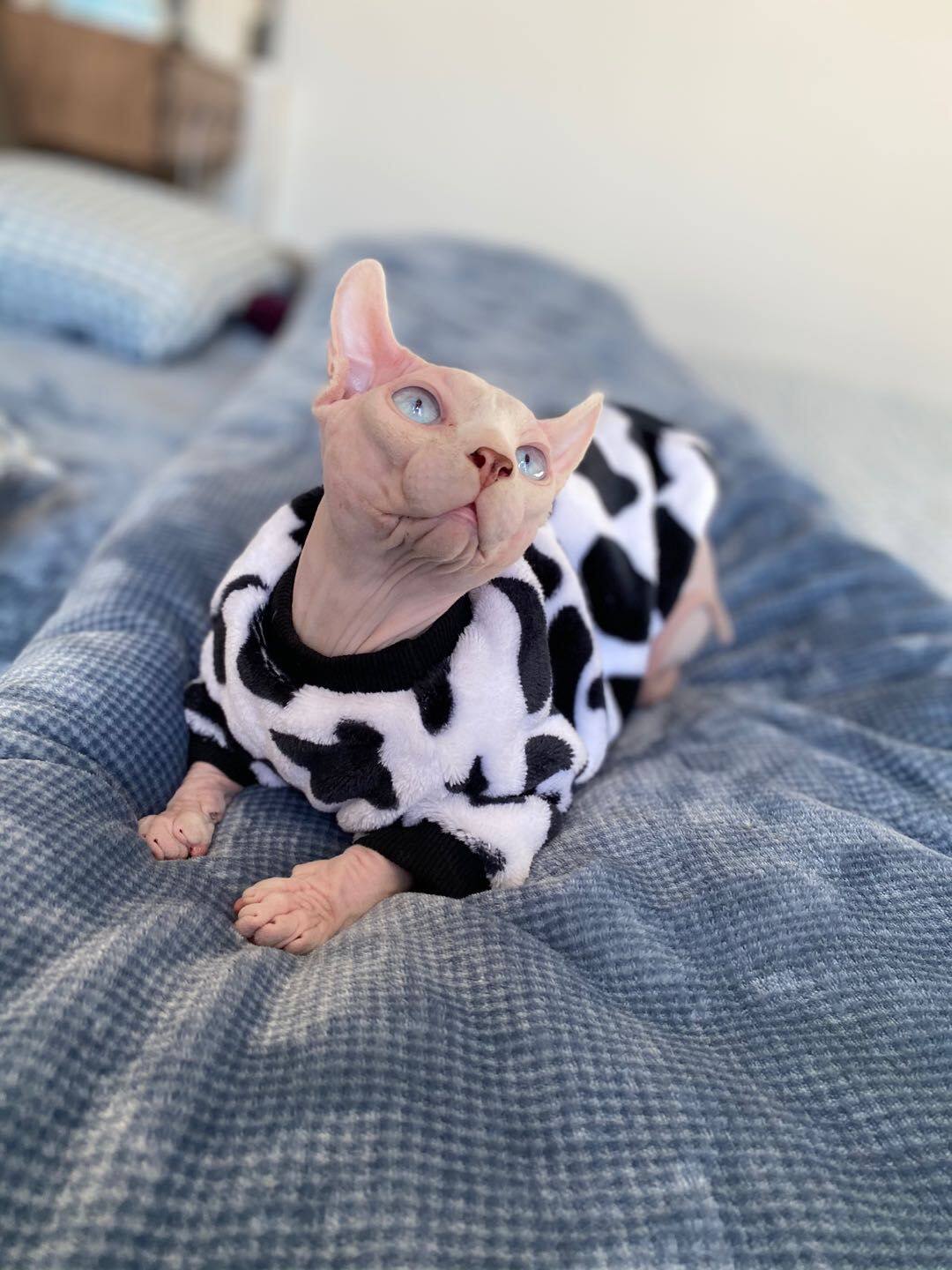 Cat-free clothes thick winter warm flannel cows Spinxka thick-footed German cat clothes