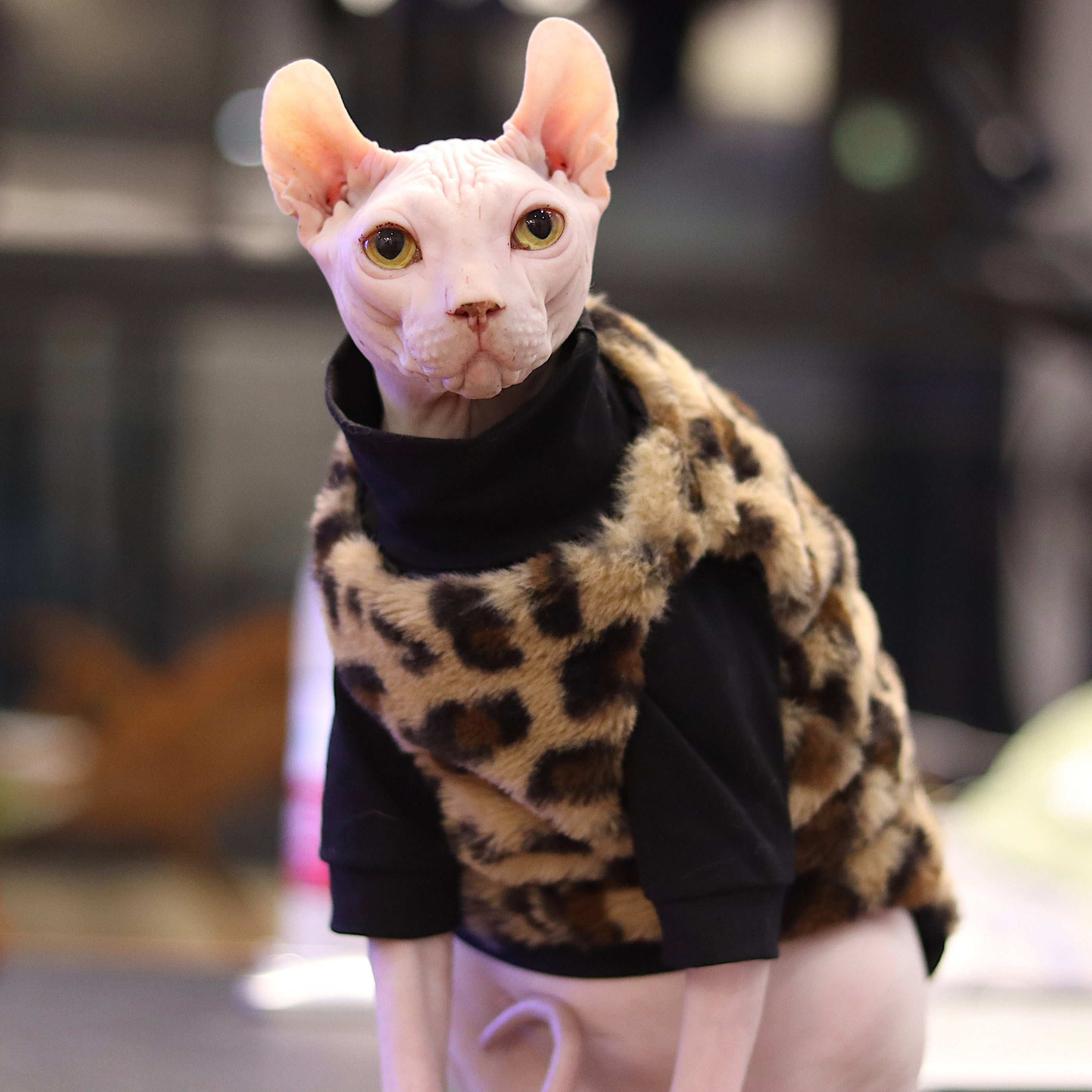 Cat without hair cat clothes thickened BAO WEN warm air conditioning room Spinks dwarf German cat