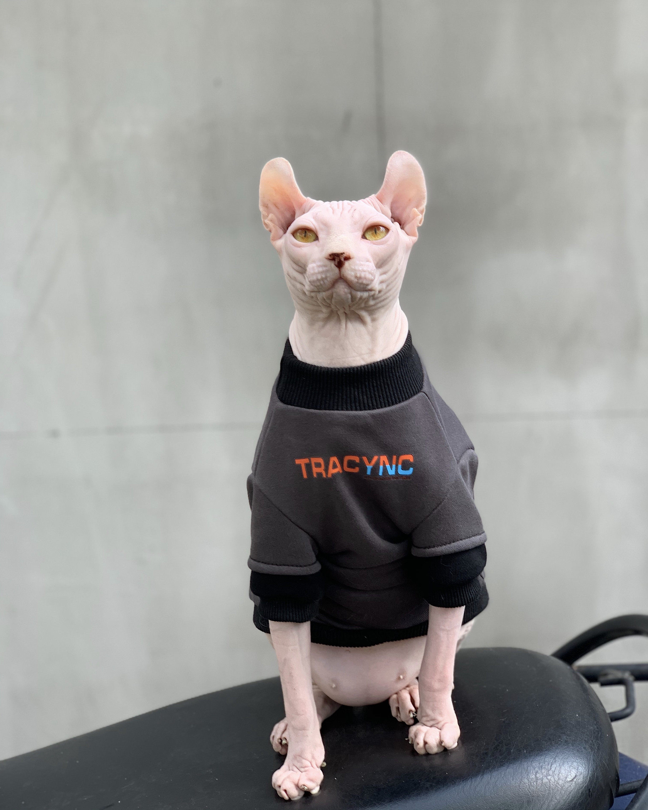 Tide brand hairless cat clothes pure cotton autumn and winter warm Sphinx cat clothes German short-legged cat thickened