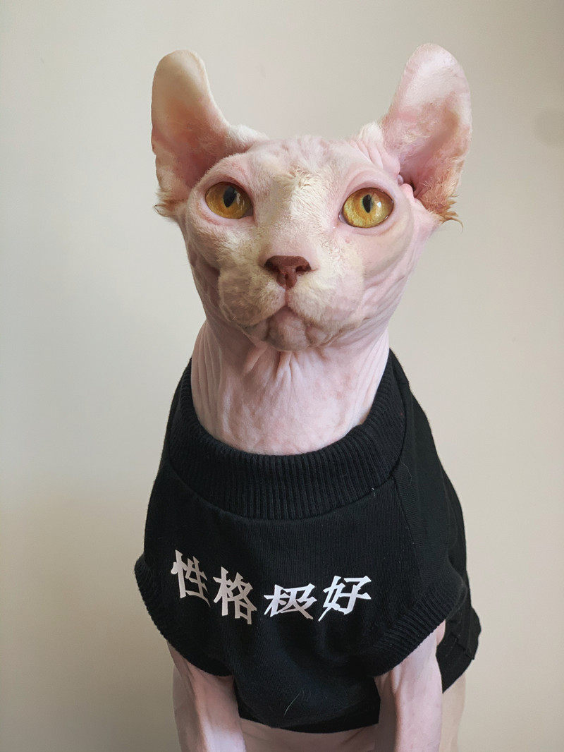 Handmade custom hairless cat clothes Sphinx German cotton autumn and winter sweater pet parent-child clothing