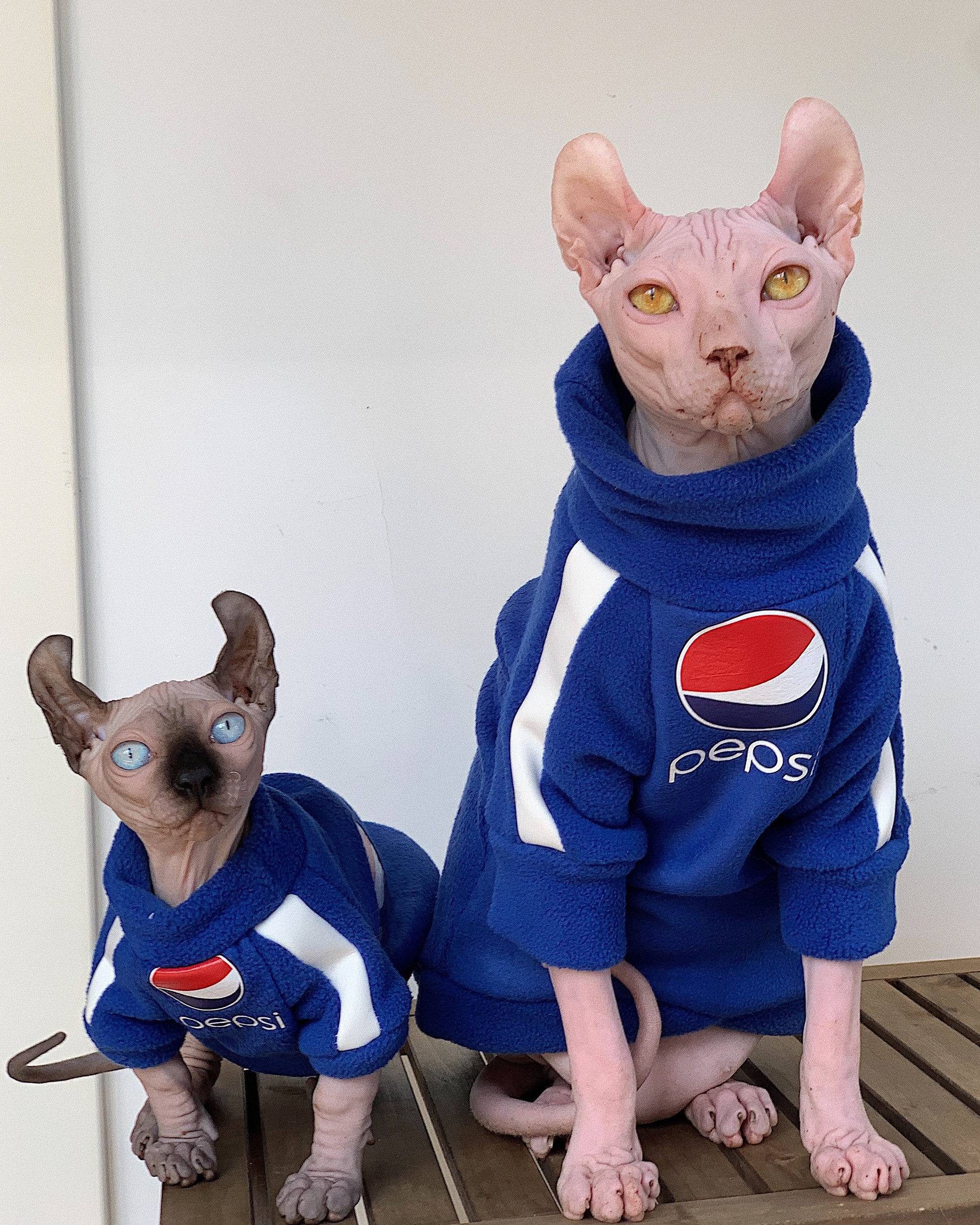 Pet Tide Cat Clothes Thick Autumn Winter Spinks Small Foot Cat Air Conditioning Room Heating and Thickening Rock Velvet