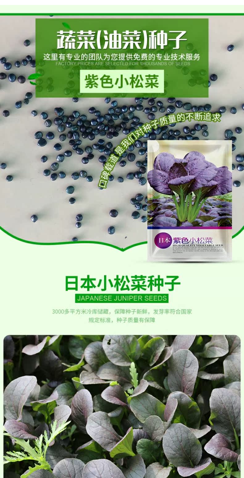 菜籽紫色小松菜种子盆栽蔬菜小菘菜阳台种菜春季青菜种籽蔬菜种孑 虎窝淘