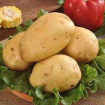 Shandong fresh medium and large potatoes 5 yellow skin yellow heart seasonal potatoes farm vegetables with box 10 pounds of potatoes