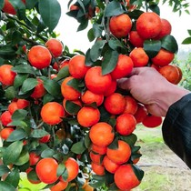 Sugar orange saplings ground potted plants south and north planting orange saplings citrus fruit tree seedlings grafted sugar oranges