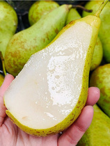 New variety of pear saplings Belgian pear with long flesh crispy flesh and sufficient moisture potted fruit trees planted in the south and north