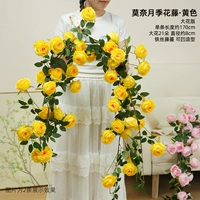 Желтый крупноцветковый вариант розовой лозы Моне, цельный кусок длиной 1,7 метра.