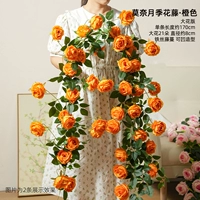 Оранжевая крупноцветковая версия розы Моне длиной 1,7 метра