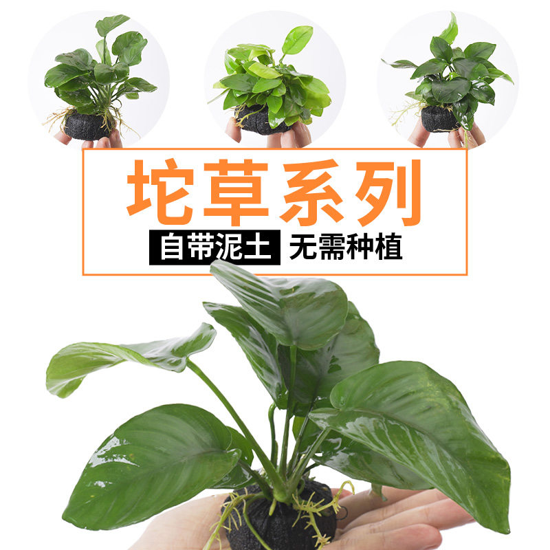 Fish tank lazy vegetable plant real grass oxygen-negative freshwater fish grass novice banyan to scenic water tube grass