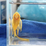 Небольшая нижняя рыба видит рыбу, енота золотая рыба, рыба, рыба, леопардовые узоры, королева Хуандаофу, Цин Даофу