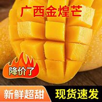 Guangxi Baise Jinhuang mango 10 pounds freshly picked first-grade extra large green-skinned narcissus mango sweet fruit whole box for pregnant women