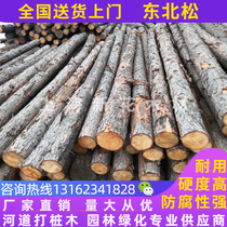 Pine piles Northeastern pine and larch logs river piling wood Northeastern pine wood piles slope protection cofferdam piling wood