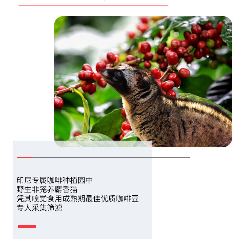 【拍2件】麝香猫挂耳猫屎咖啡100g