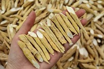 Niu Dangwang Nutrition Liquor Pigs Foot Mountain Lotus Root Vigorously Potato Golden Bell Root Hanging Golden Needle with Root as Medicine 500g