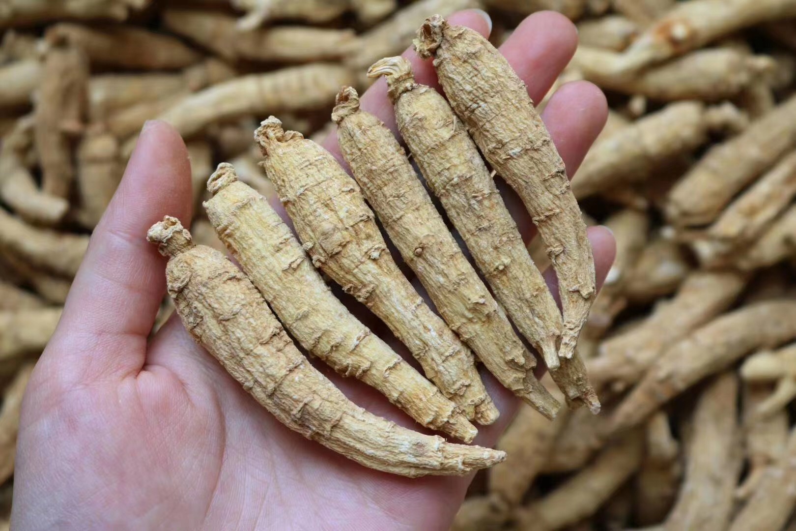American ginseng deep lines, clear lines, rich ginseng flavor, fleshy, white skin color, good growth year, long 500g