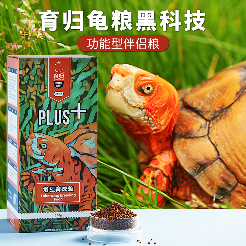 Breeding return turtle food Hair color grain coloring grain opening grain Young turtle food into turtle food