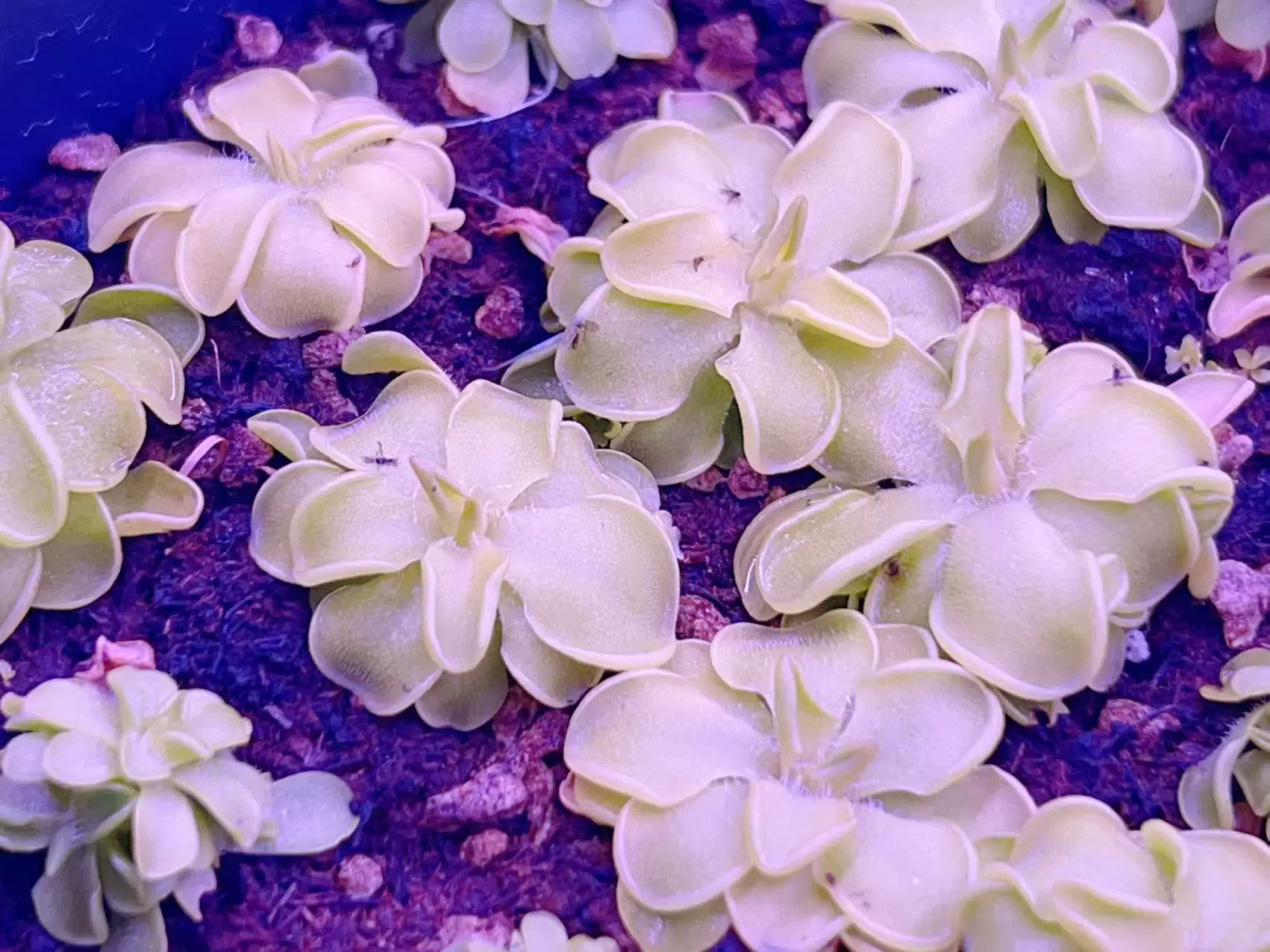 Ловушка для насекомых с липким ловким куском, милые мини-растения на рабочем столе в горшке, различные насекомые-карповые мухоловки, человеческие цветы липкие насекомые, войлочный мох, инь-устойчивость