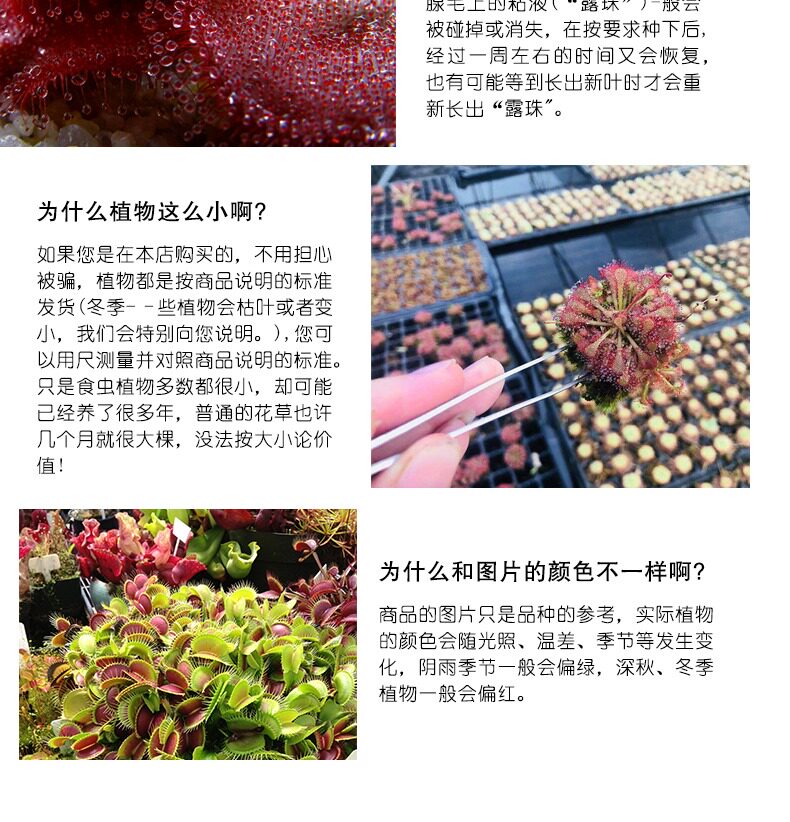 насекомоядное растение 狸藻水生陆生雨林缸耐阴植物禾叶小白兔挖耳草小型盆栽食虫植物